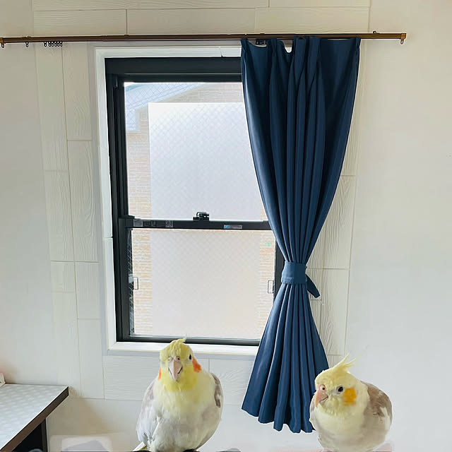 On Walls,オカメインコ と楽しい生活,オカメインコのいる暮らし,窓辺のインテリア,おはようございます⑅◡̈* ❁,いつもありがとうございますᵕ̤ᴗᵕ̤,こめんとはおきづかいなく♡,めかくしシート,ダイソークッションシート木目調 puriyuzuの部屋