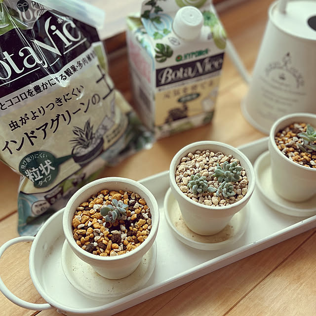 BotaNice,虫対策,植物のある暮らし,多肉植物,観葉植物,グリーンのある暮らし♡,NO RC NO LIFE☻*,見て頂きありがとうございます⑅︎◡̈︎*,RoomClipの出逢いに感謝♡,My Desk howdyの部屋