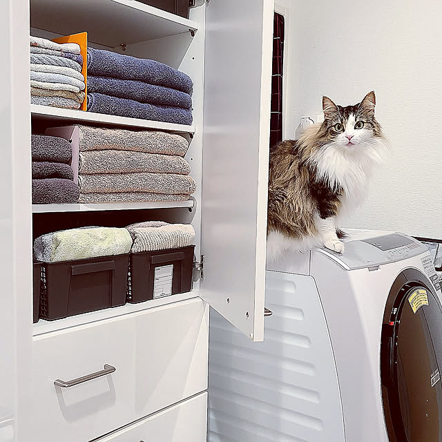 Bathroom,タオル収納,ノルウェージャンフォレストキャット,猫のいる風景,猫,猫と暮らす家,全自動洗濯乾燥機 akiko6193の部屋