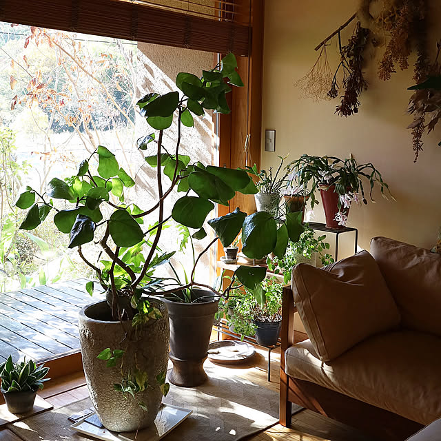 Overview,楽天で買ったもの,観葉植物のある暮らし,花のある暮らし,グリーンのある暮らし,観葉植物 sugomoliの部屋
