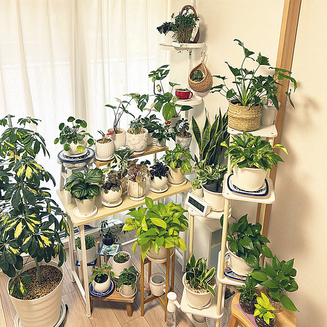 白い鉢,観葉植物,グリーン,緑,みどり,植欲,白,花台,フラワーラック,春 yoyoyoの部屋