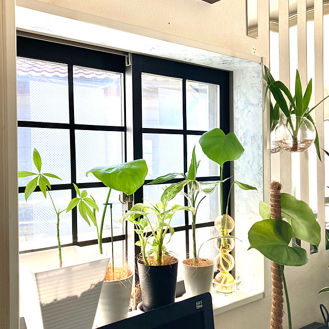 On Walls,窓辺のインテリア,IKEA,ダイニング,ソファ,ガーデニング,モンステラ,ユッカ,ホテルライク,花のある暮らし,ペットと暮らす家,グリーンのある暮らし,ミラーステッカー,吹き抜けのある家,グレーインテリア,ドラセナサンデリアーナ,ペットとの暮らし,ペットと暮らすインテリア,大理石調の床,観葉植物のある暮らし,リゾートホテル風,害虫対策,間接照明のある暮らし,2階リビングダイニング,アースガーデン,花いとし,e-3X plusのある暮らし,TEMU購入品,暮らしのハンドブック2024 MOMOMAMAの部屋