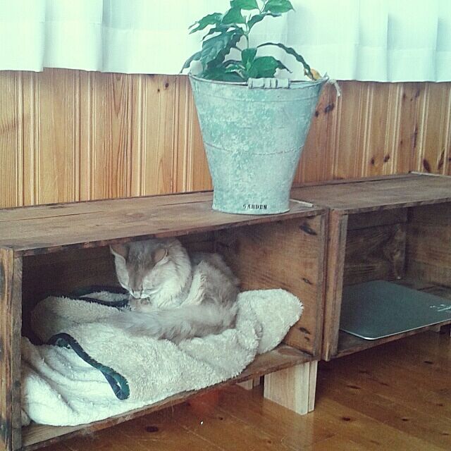 My Shelf,DIY,NO GREEN NO LIFE,観葉植物,ペットインテリア,りんご箱 aiuekkoの部屋