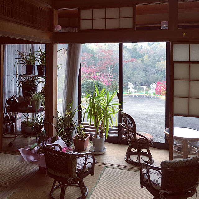 Entrance,パソコンラックの上,観葉植物,春を感じる♪,くつろぎ空間,籐の椅子,籐のテーブル,定点観測 Miyukiの部屋