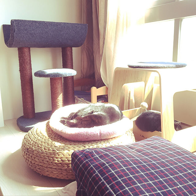 Lounge,貓,IKEA Chia-lingの部屋