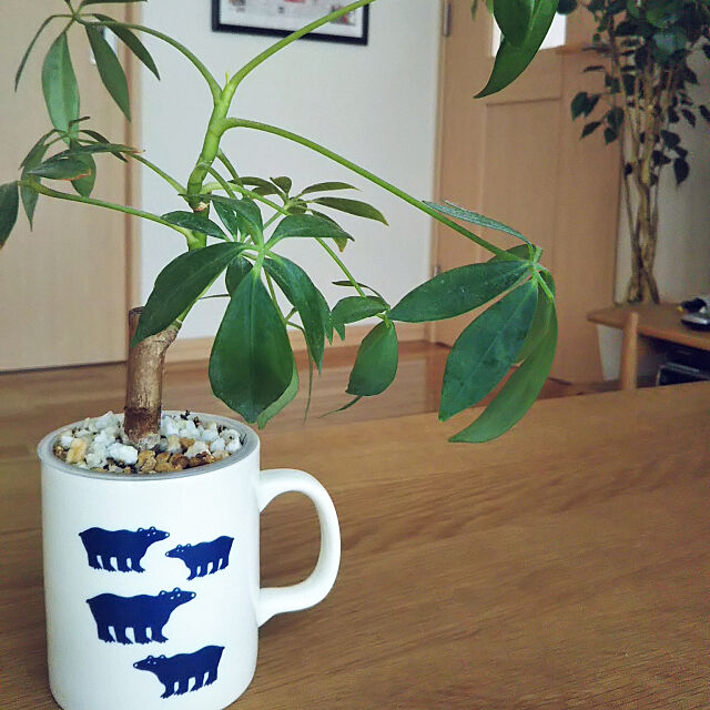 My Desk,北欧雑貨,貧乏性,マグカップを鉢に,カポック,クリッパンマグカップ,おまけ,マグカップ,観葉植物 mayumi.sの部屋