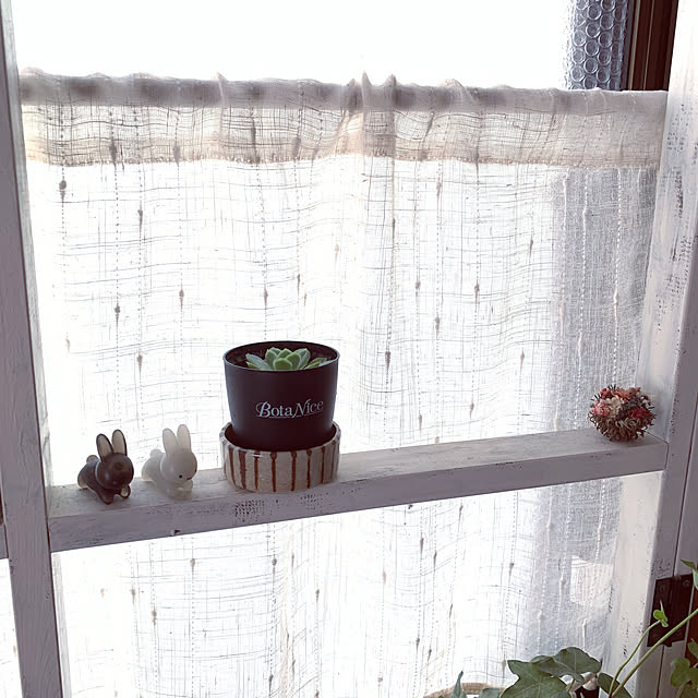BotaNice,虫対策,植物のある暮らし,多肉植物,観葉植物,中古住宅,築33年,6人家族,76組,My Shelf sachieの部屋