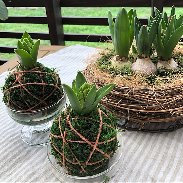 ウッドデッキDIY ,無印良品,ヒヤシンス苔玉,苔玉アレンジ,苔玉,おうち時間,Greenラブの会,手作り,趣味,10分でできる,リースをほどいて,リメイク,ヒヤシンス,100均リメイク,おうち時間を楽しむ,My Desk,無印良品　麻クロス kyoko1124koの部屋