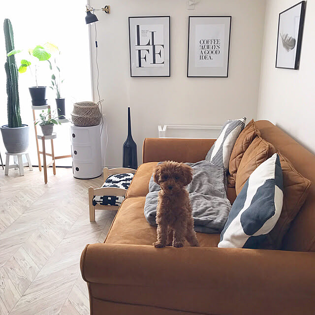 Lounge,グリーンのある暮らし,くらしと,くらしとオリジナルソファ,ポスターのある部屋,ニトリ,ヘリンボーンの床,フロアシート,ブランケット,Dream Sticker,ドリームステッカー,IKEA,H&M HOME,トイプードルと暮らす,トイプードル,犬のいる暮らし,犬と暮らす,ワンコと暮らす家,いつもいいねありがとうございます♡,いいね&フォローありがとうございます☆ morimiの部屋