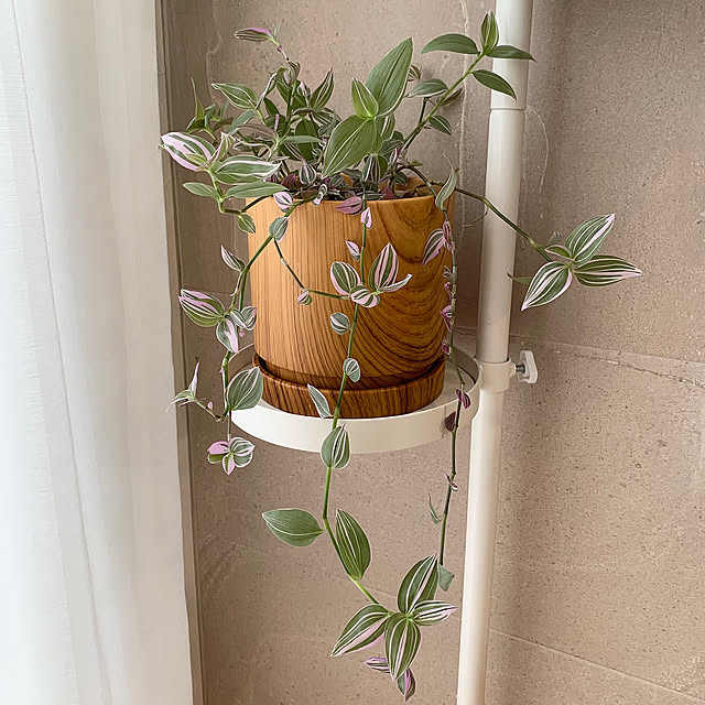 On Walls,Standard Products,スタンダードプロダクツ,観葉植物のある暮らし,ナチュラルインテリア,犬のいる暮らし,わんこのいる暮らし,リノベーションハウス,木製品が好き♡ AONAの部屋