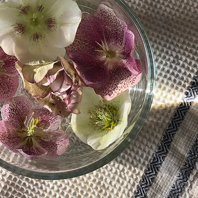 THREEPPY,ダイソー花瓶,フローティングフラワー,クリスマスローズ,リラックスタイム,好きなものに囲まれた暮らし,癒し,お花のある暮らし,自然を感じる暮らし,春,My Desk Kaeru-Mamaの部屋