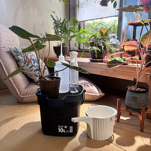 愛用品,Overview,水やり,観葉植物,春,いつもいいねをありがとうございます✨ greycatsの部屋