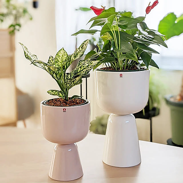 おうち撮影クエスト,鉢カバー,北欧インテリア,シンプルな暮らし,北欧ナチュラルインテリア,掃除しやすい家づくり,北欧,観葉植物のある暮らし,観葉植物,グリーンのある暮らし,イッタラ,イッタラナップラ,Iittala ayamameの部屋