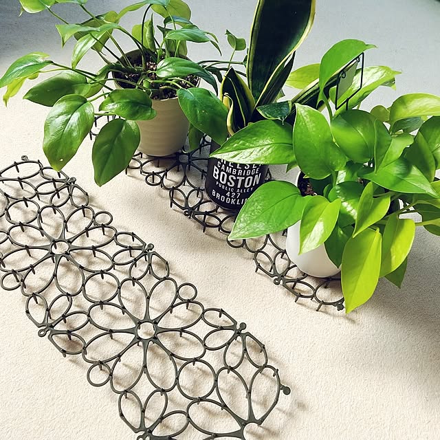 My Desk,買ってよかったもの,百均,セリア,ガーデン雑貨,パキラ,グリーンのある暮らし,ヒメモンステラ,サンスベリア,水やり,水切り,猫よけグッズ,時短,別の使い方,アイデア,100均,ポトス増殖中,ポトス,植木鉢,アイスの蓋 meiの部屋