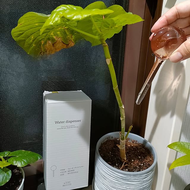Bathroom,観葉植物,ダイソー,インテリア,100均,3COINS,一軒家,マイホーム,注文住宅,ズボラ主婦,モノトーンに憧れて,モノトーン好き,グリーンのある暮らし,ダイソー観葉植物,モノトーンインテリア,子どもと暮らす,新築一戸建て,観葉植物のある暮らし,シンプルモダンに憧れる,シンプルモダン目指してます,子どものいる暮らし,新築3年目,100均購入品,購入品,ウォーターディスペンサー napiの部屋
