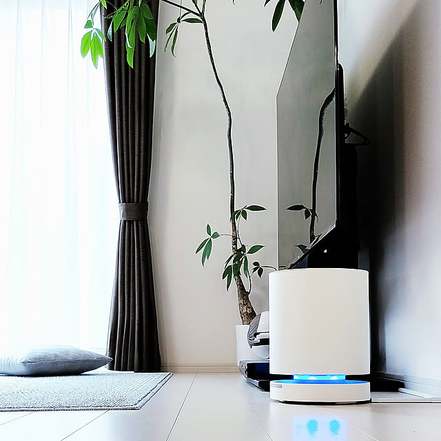 Lounge,観葉植物のある暮らし,観葉植物,NO GREEN NO LIFE,空気清浄機,シンプルモダン,モダンインテリア,パキラ,大型観葉植物,家電は白,テレビ周り,cado空気清浄機,床は白,ラグのある暮らし,ラグマット,ナチュラルモダン,ウォールナット×ホワイト,パキラ成長中,グリーンのある暮らし,LDK,LDK16畳 pakikiの部屋