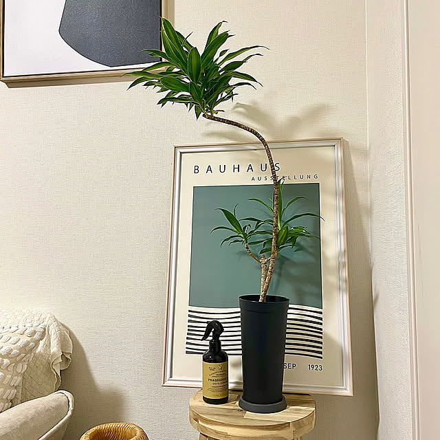 My Shelf,ドラセナリフレクサ,ドラセナ,春の模様替え,観葉植物,IKEA,1K,ワンルーム1kの暮らし,1K9畳,ワンルーム9畳,ワンルーム,シンプルインテリア,グリーンのある暮らし,グリーンのある生活 shidakaの部屋
