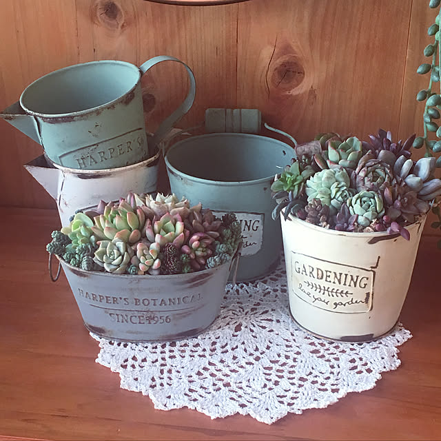 Entrance,ブリキ缶,多肉植物,2019.2.7,新商品買ったよ！,板壁DIY,セリア,いつもありがとうございますʕ•ᴥ•ʔ,見て頂き感謝です♪,多肉寄せ植え,セリア雑貨,ガーデン雑貨,自己満足,いいね！ありがとうございます♪,板壁,NO GREEN NO LIFE,ガーデニング,コメントお気遣いなく(⁎ᴗ͈ˬᴗ͈⁎) mintteaの部屋