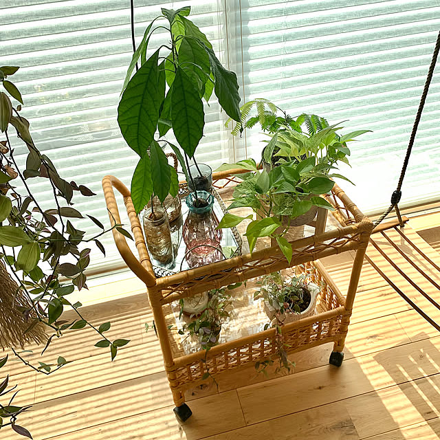 My Shelf,ハニカムスクリーン,硬質カードケース,アボカド水栽培,トラディスカンチア,ポトス,観葉植物,鉢植え,グリーンのある暮らし,ナチュラル,ダイソー,ラタンのワゴン,ラタン,素材,100均アイテム Minteaの部屋