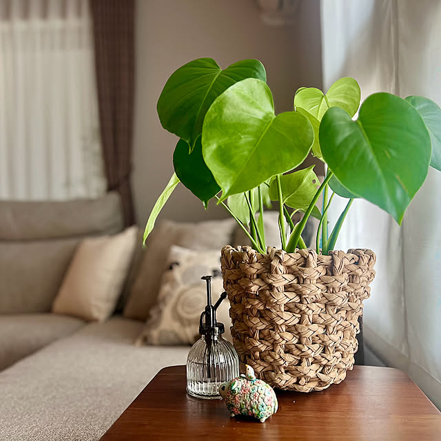 Lounge,長文失礼します,お買い得品,鉢カバー,卓上ほうき,スタンダードプロダクツ,観葉植物初心者,皆さんのpic参考になります！ mocoの部屋