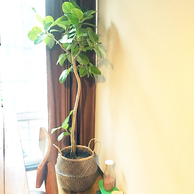 Lounge,植物が好き,植物のある暮らし,観葉植物のある暮らし,かご収納,ゴムの木,フィカスベンガレンシス,NO GREEN NO LIFE,観葉植物,ねこと共同生活。,ねこのいる暮らし,賃貸,シーグラスバスケット gootararin-ikの部屋