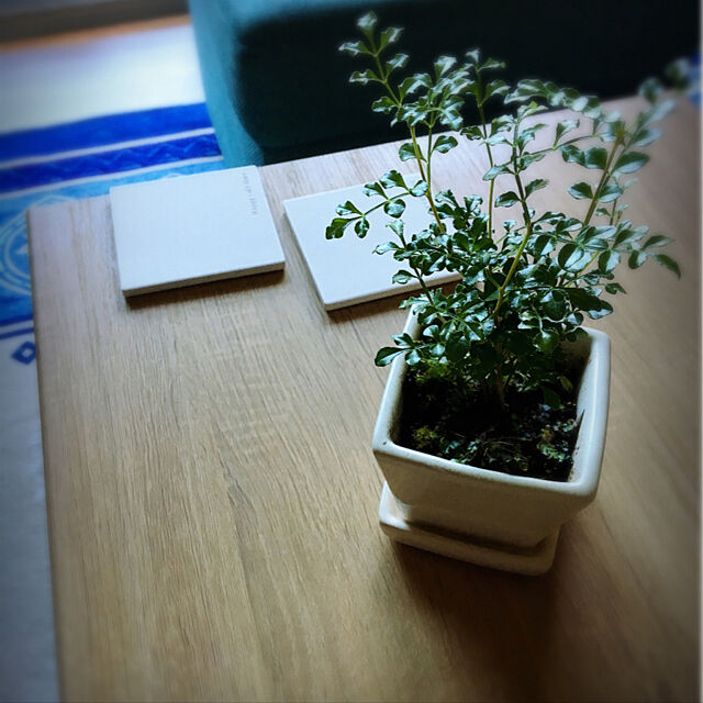 My Desk,観葉植物,100均,セリア,雑貨,和室リメイク,青いソファ,一人暮らし,センターテーブル,珪藻土コースター norikoの部屋