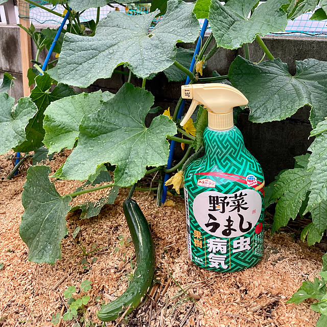 野菜うまし,アースガーデン,害虫対策,家庭菜園,ガーデニング,きゅうり収穫,RCの出会いに感謝♡,家族に感謝♡,いいね＆フォローありがとうございます♡,日々暮らしを楽しむ,ルームクリップに感謝,おうち時間,野菜うましに感謝,見てくださってありがとう❁︎,心地よい暮らし,いつもありがとうございます♡,日々の暮らしに感謝して,Entrance,モニター投稿⑭ bambiの部屋