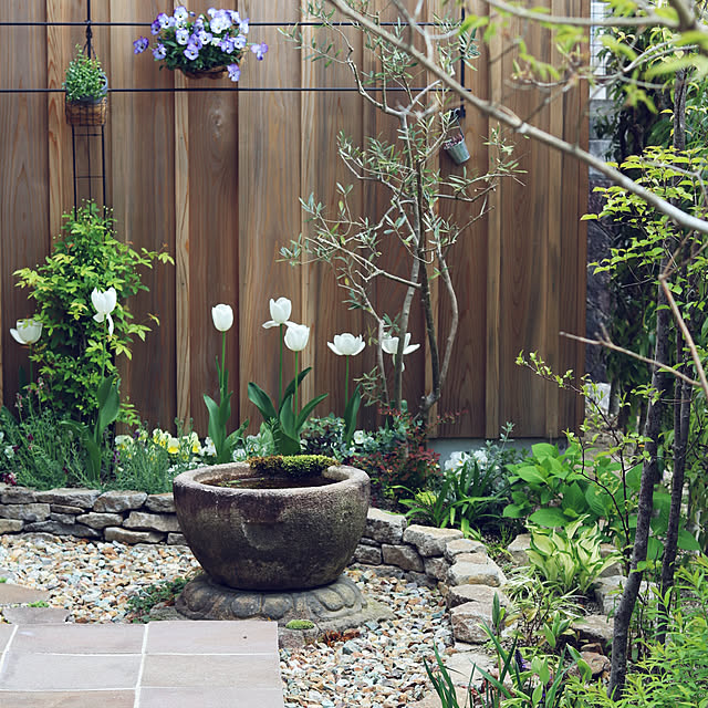 庭です,一番好きな場所,花壇の花,花のある暮らし,春の花,小屋の壁,オリーブ,チューリップ,ユーカリ,ビオラ,花壇,石デッキ,イベント参加,Entrance,モッコウバラをフェンスにはわせて…,モッコウバラ,メダカ鉢,水鉢のある風景,ヤマボウシ,アオダモ onsix777の部屋