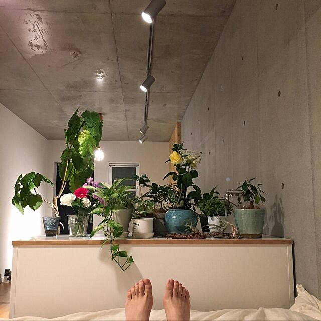 My Shelf,コンクリート打ちっ放し,観葉植物,ワンルーム,鉢カバー,一人暮らし,植物のある暮らし,土間 mashumaroの部屋