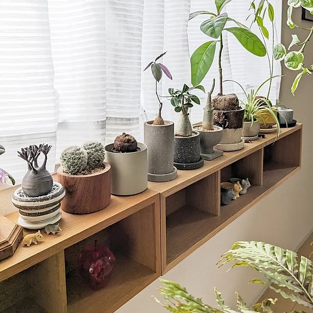 無印良品,愛用の家具,壁に付けられる家具,観葉植物インテリア,観葉植物のある暮らし,植物のある暮らし,北欧インテリア,おうち時間,窓辺のインテリア ayamameの部屋