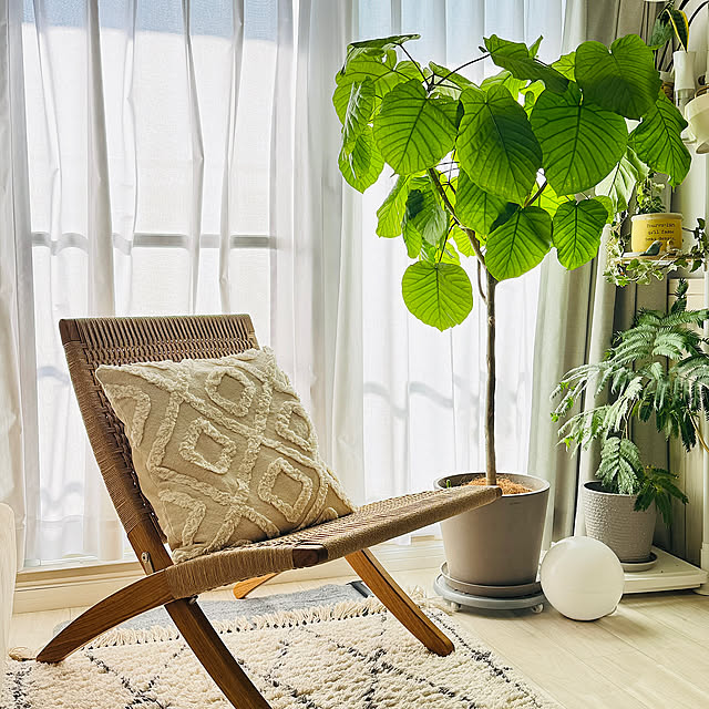 Lounge,観葉植物,エバーフレッシュ,カールハンセン&サン,ドローアライン,キューバチェア,MG501 Kyokoの部屋