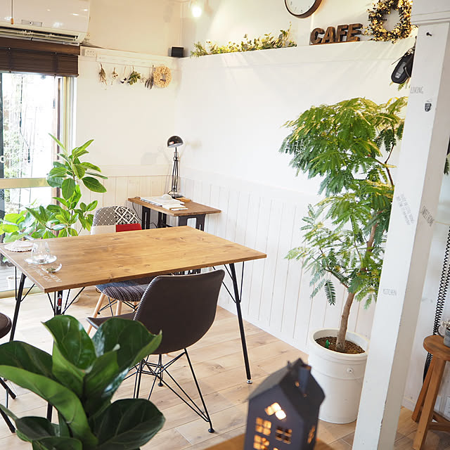 アルテシマゴム♡,エバーフレッシュ,BotaNice,多肉植物,観葉植物,グリーンのある暮らし,古いおうち。,グリーン大好き♡,ブログも見てね♡,築43年,かもい,中古住宅,中古住宅リノベーション,古い家,Insta→maron03583911,元和室,エバーフレッシュ ♡,NO GREEN NO LIFE,木とアイアン,テーブルdiy,テーブル,Overview maronの部屋