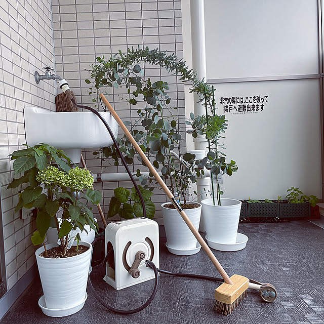 デッキブラシ,アイリスオーヤマ,アナベル,ユーカリポポラス,ミモザ,ベランダガーデン,マンションベランダ,コメントお気遣いなく♡,いいねの押し逃げごめんなさい,2021.8.13,いつもいいねやコメありがとうございます♡,Entrance hiyupan88の部屋