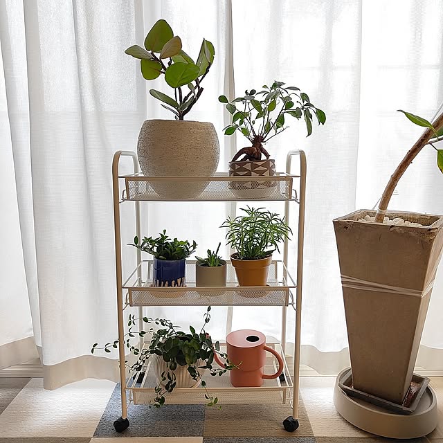My Shelf,観葉植物,IKEA takuの部屋