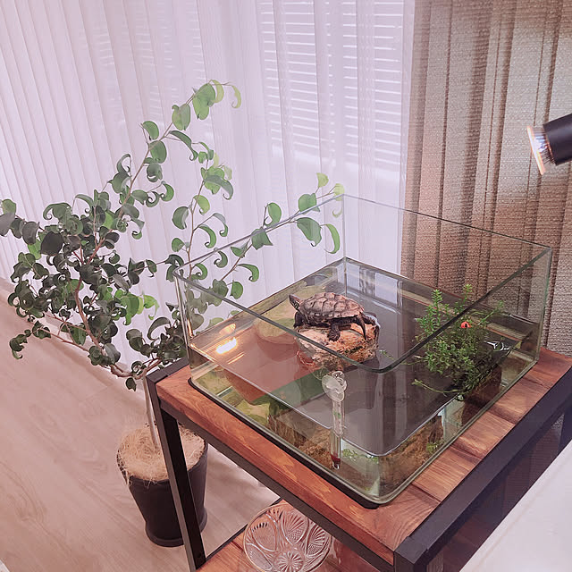 観葉植物,ねこのいる日常,3人家族,グリーンのある生活,ナチュラル,カメのいる暮らし,雑貨,くつろぎ空間,いつもいいねありがとうございます♡,グリーンのある暮らし,ひなたぼっこ,ベンジャミンバロック,My Shelf k-roomの部屋