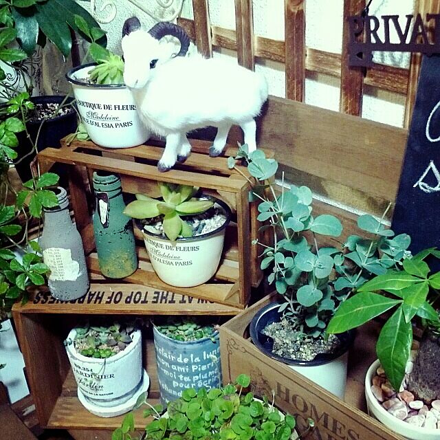 My Shelf,動物,edenさん,いただきもの♡,多肉植物,植物,リメイク dezの部屋