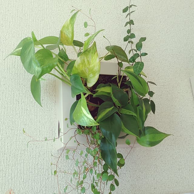 On Walls,ワイヤープランツ,グリーン,観葉植物,無印良品,ミドリエ midorie, ポトス,植物のある部屋,植物園化 計画！,緑化計画,グリーンに囲まれ隊,NO GREEN NO LIFE,無印壁にかけられる観葉植物 maimaiの部屋