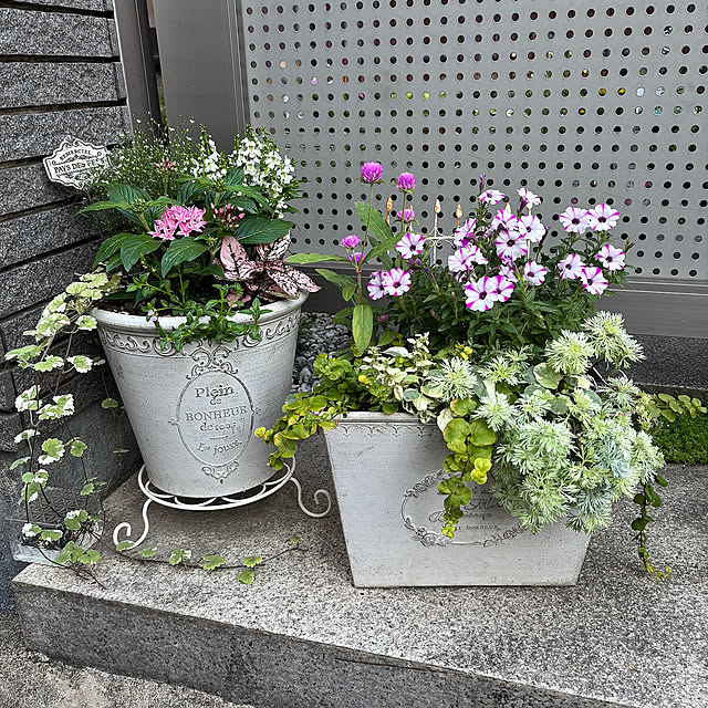 Entrance,ペンタス寄せ植え,ペンタス,千日草,ペチュニアララ,ペチュニア寄せ植え,ペチュニア,玄関ディスプレイ,寄せ植え,ガーデンピック,花のある暮らし,カルナック maayaの部屋