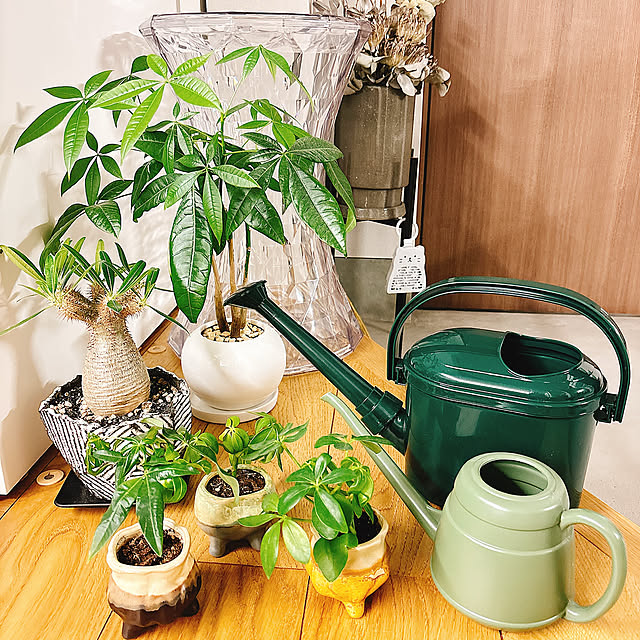 seria,植物,ジョウロ,水やり,パキポディウム グラキリス,カポック,パキラ,心地よい暮らし,一人暮らし,平屋,ダイソー,100均,フェイクグリーン,グリーン,Entrance tomatoの部屋