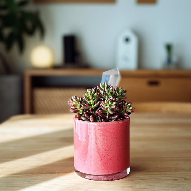 My Desk,青山フラワーマーケット,多肉植物,セダム　オーロラ,セダム,新生活,ナチュラル,ダイニング,ダイニングテーブル,ディスプレイ,マンション,自然光,スタッキングシェルフ,モモナチュラルダイニングテーブルチェア,植木鉢 Anthuriumの部屋