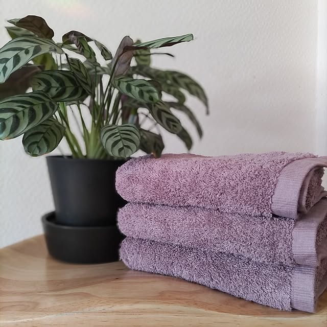 Bathroom,買ってよかったもの,ヒオリエ,フェイスタオル,日織恵,バスタオルは使いません,グリーンのある暮らし,愛用品,2023.11.19,ホテルスタイルタオル,クテナンテ ブルレ マルクシー miwaの部屋