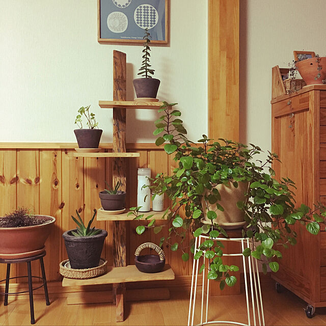 My Shelf,NO GREEN NOLIFE,2018.1.2,多肉植物,北海道道東,スウェーデンハウス ,観葉植物,北欧、暮らしの道具店,植物,スウェーデンアイビー ysm.yの部屋