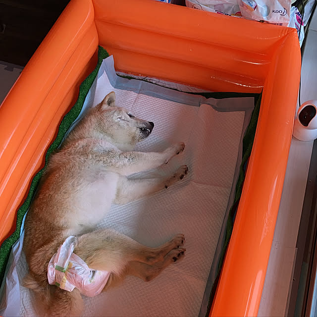 アンパンマンビニールプール,老犬17歳,柴犬,Lounge,RC柴犬の会 yumomitoの部屋