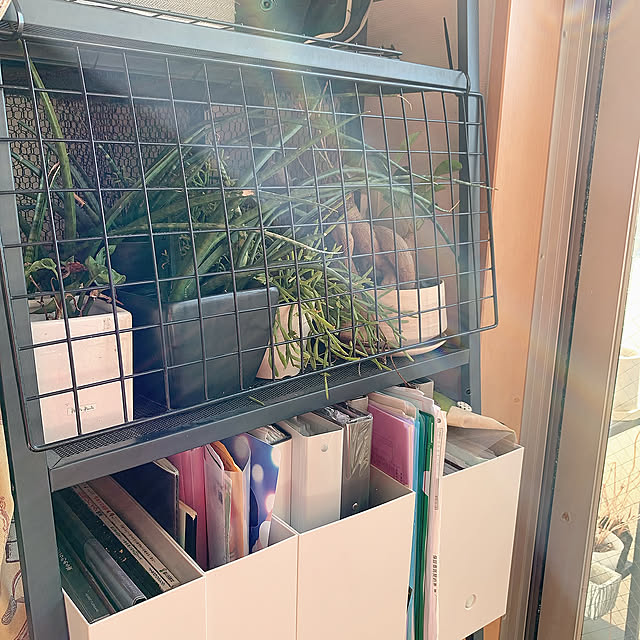 無印良品,リプサリス,ガジュマル,多肉植物,植木鉢,植物,グリーンインテリア,グリーンのある暮らし,みどりのある暮らし,観葉植物のある暮らし,観葉植物,1K,1K 1人暮らし,一人暮らし,植物棚,モノトーンインテリア,IKEA,IKEAハック,猫とインテリア,ワイヤーネット,キャットケージDIY,100均,結束バンド,My Shelf Kurehaの部屋