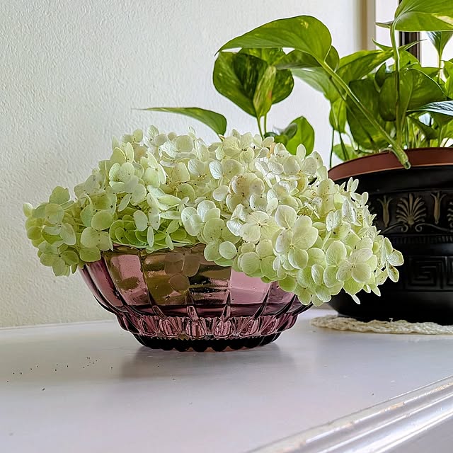 Entrance,ガラス雑貨,夏,グリーン,アナベル,アナベルカットしました,ポトス,ガラス器,紫陽花,デイリー掲載ありがとうございます Renの部屋
