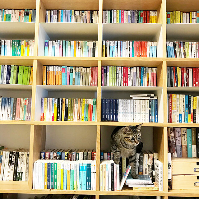 My Shelf,スタッキングシェルフ,本が好き,本棚,無印良品,マンション,キジトラ猫,猫との生活,猫との暮らし,ねこ部,保護猫,マンションライフ kettiの部屋