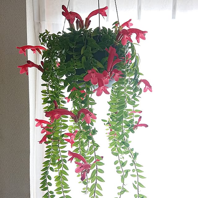 ハンギングプランツ,エスキナンサス,エスキナンサスヤフロレピス,プラントポット,KINTO,観葉植物 Mi-koの部屋
