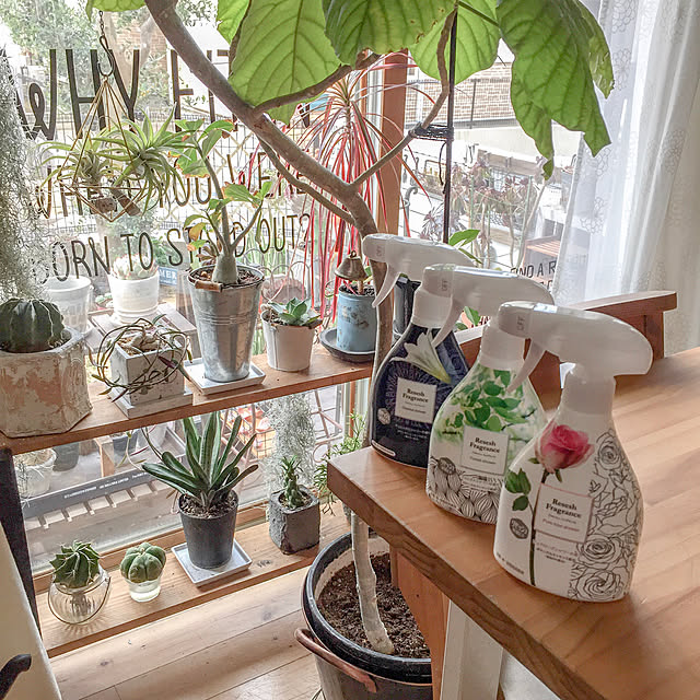 リセッシュフレグランス,植物のある暮らし,花王・モニター,ボタニカル,いいね&フォローありがとうございます☆,輸入住宅,DIY,ブラウン会,ウンベラータ,サボテン,塊根植物,ウォールステッカー asami1130の部屋