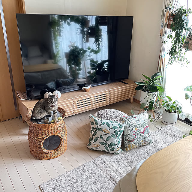 Lounge,ニトリテレビ台,ニトリテレビボード,以前撮った写真です,グリーン,こたつ,冬,ウニコ,冬支度,イベント用に再投稿,木製,植物,癒し,unico,冬じたく,いいね！ありがとうございます◡̈♥︎,イケヒコこたつ布団,ねこと暮らす,アクタスクッションカバー natsuの部屋