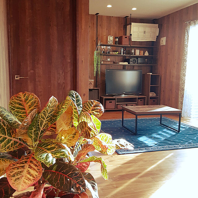 Bedroom,クロトン,背面収納,ニトリ,観葉植物のある暮らし,木目調壁紙,観葉植物 miyupannaの部屋